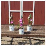 3 Purple Red Clematis Vine Plants