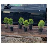 6 Dwarf Globe Arborvitae Plants