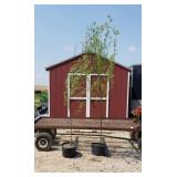 2 Corkscrew Willow Trees
