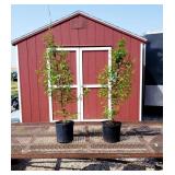 2 Dawn Redwood Trees