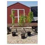 3 Keiffer Pear Trees (With Blooms)