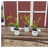 4 Pinky Winky Sun Hydrangea Plants