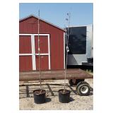 2 Crimson King Maple Trees