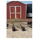 2 Wolf River Apple Trees