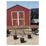 3 Yellow Delicious Apple Trees