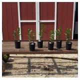 6 Fragrant Oriental Pink Star Gazer Lily Plants