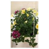 Mixmasters 10" Hanging Basket