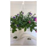 Mixmasters 10" Hanging Baskets
