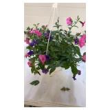 Mixmasters 10" Hanging Basket