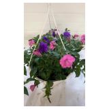 Mixmasters 10" Hanging Basket