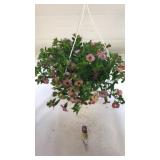 Chameleon Blueberry Scone 10in Hanging Basket