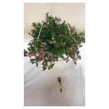 Chameleon Blueberry Scone 10" Hanging Basket