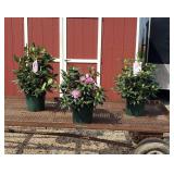 3 Rosy Pink Rhododendron Plants