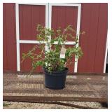 Harry Lauders Walking Stick Tree