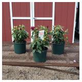 3 Purple Polar Night Rhododendron Plants