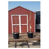 2 Yellow Tulip Sunspire Magnolia Plants