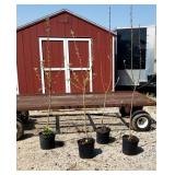 4 Honey Crisp Apple Trees