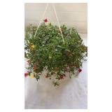 Cupcake 10" Hanging  Basket