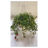 Cupcake Party 10" Hanging Basket