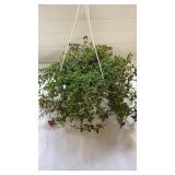 Cupcake 10" Hanging Basket