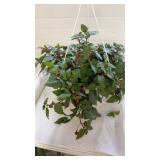 Marinka Fuchsia 10" Hanging Basket
