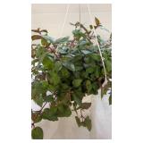 Marinka Fuchsia 10" Hanging Basket