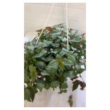 Marinka Fuchsia 10" Hanging Basket
