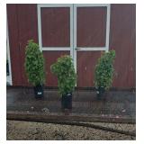 3 Japanese White Climbing Vine Hydrangea Plants