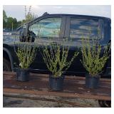 4 Lavender Pink Minerva Rose of Sharon Plants