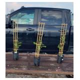 3 Blue Wisteria Vine Plants