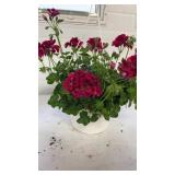Ivy Geranium Burgundy 10" Hanging Basket