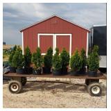 10 Emerald Green Arborvitae Trees