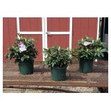 3 Purple Boursault Rhododendron Plants