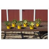 6 Citronella Mosquito Plants