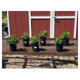 6 Blue & White Winky Columbine Plants