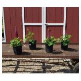 4 Purple Masterpiece Super Duper Lupine Plants