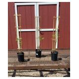 3 Blue Wisteria Vine Plants