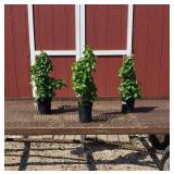 3 Climbing Japanese White Vine Hydrangea Plant