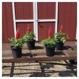 4 Red Beefeater Super Duper Lupine Plants