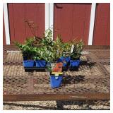 10 Red Plume Astible Plants