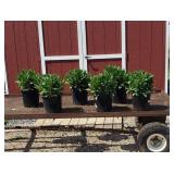6 White Becky Shasta Daisy Plants