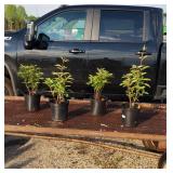 4 Red Sword Dance Peony Plants