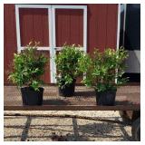 3 Fragrant Pink Dwarf Miss Kim Lilac Plants