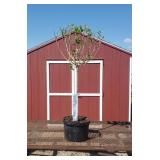 Limelight Sun Hydrangea Tree