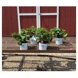 4 Rebloomer Tuff Stuff Blue Hydrangea Plants