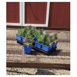 10 Fragrant Phenomenal Blue Lavender Plants