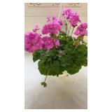 Calliope Large Lavender 10" Hanging Basket