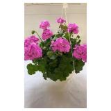 Calliope Large Lavender 10" Hanging Basket