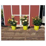 3 Hasslefree Gold Struck Yellow Rose Plants