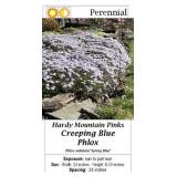 10 Mountain Pinks Purple Creeping Phlox Plants